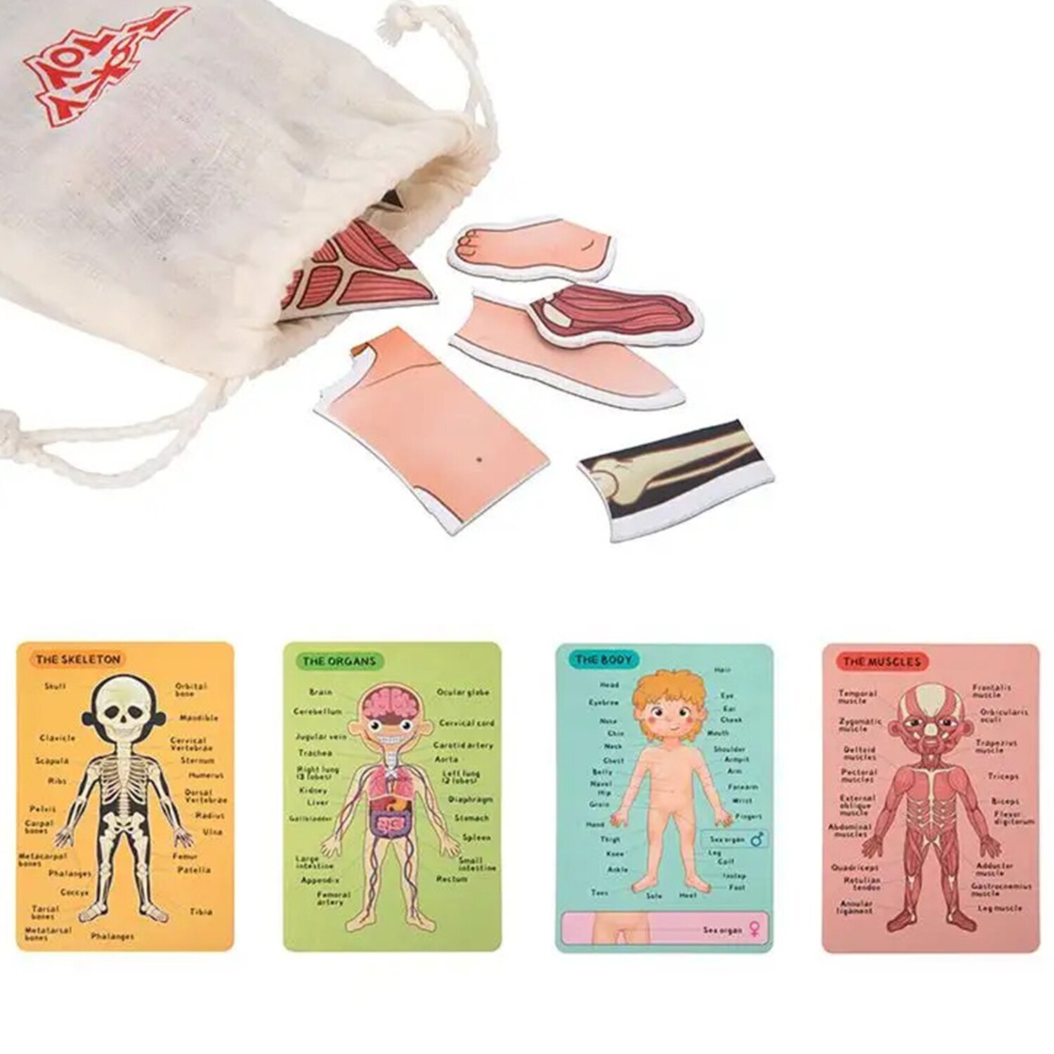 Tooky Toy Co Body Magnetic Chart 30x40x1cm